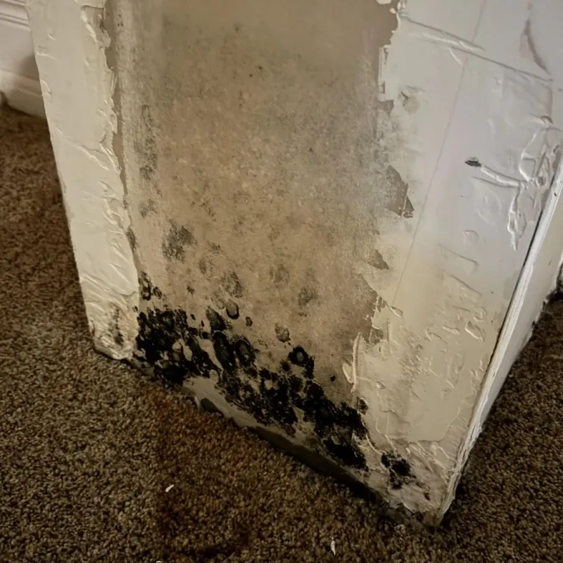 Professional Mold Removal in Franklin County, AR